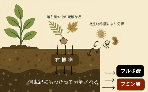 フルボ酸、フミン酸ができるまで